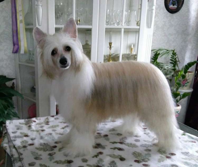 Baby Pearl Key Lime Pie