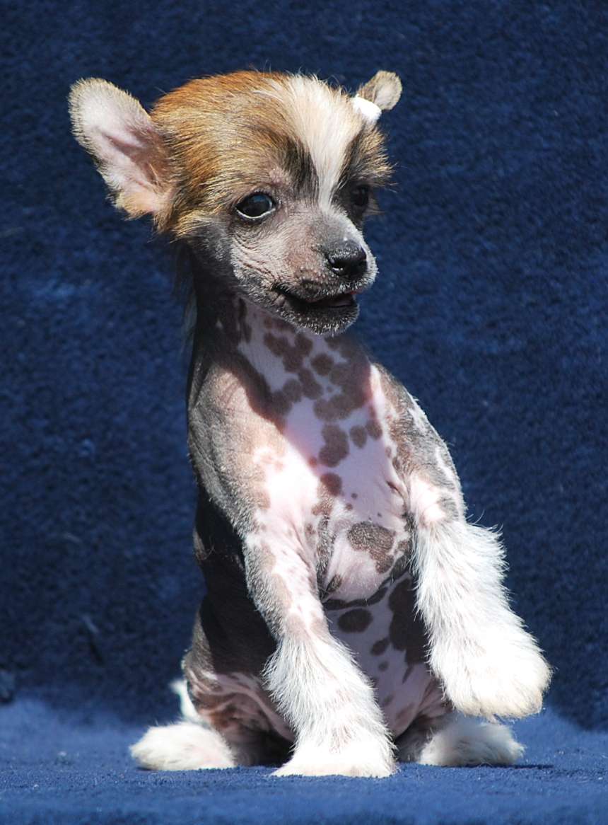 Little Dog Of Dream Naked and Famous