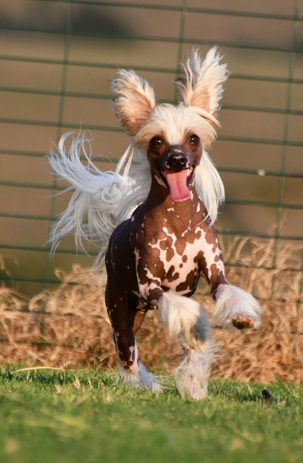 Little Dog Of Dream North Star