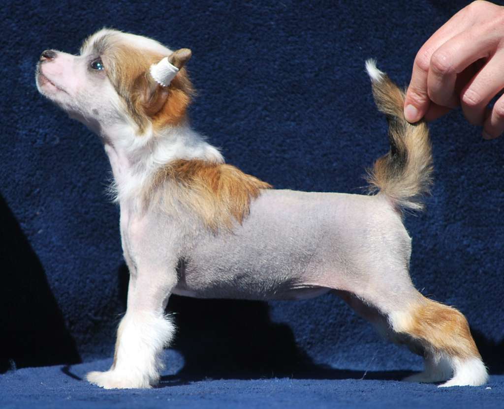 Little Dog Of Dream Northern Spleen