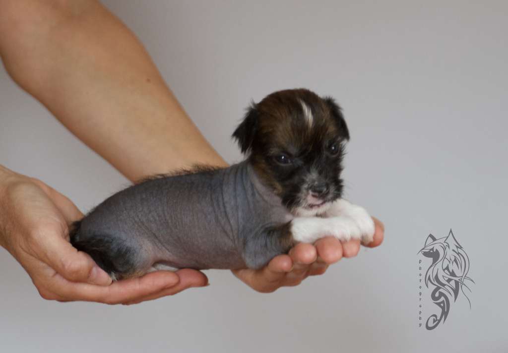 Burschi Heritage of Han