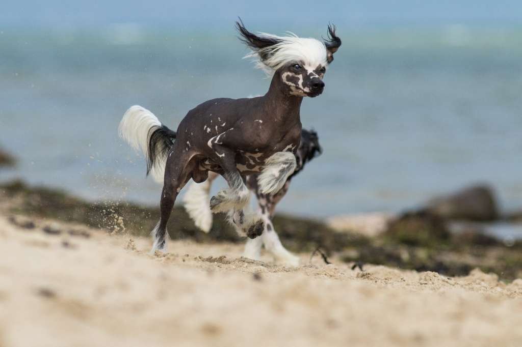 Charly vom Blühmchen