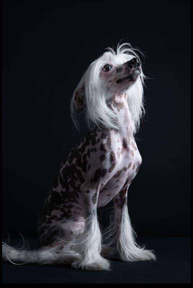 Champion vom Blühmchen