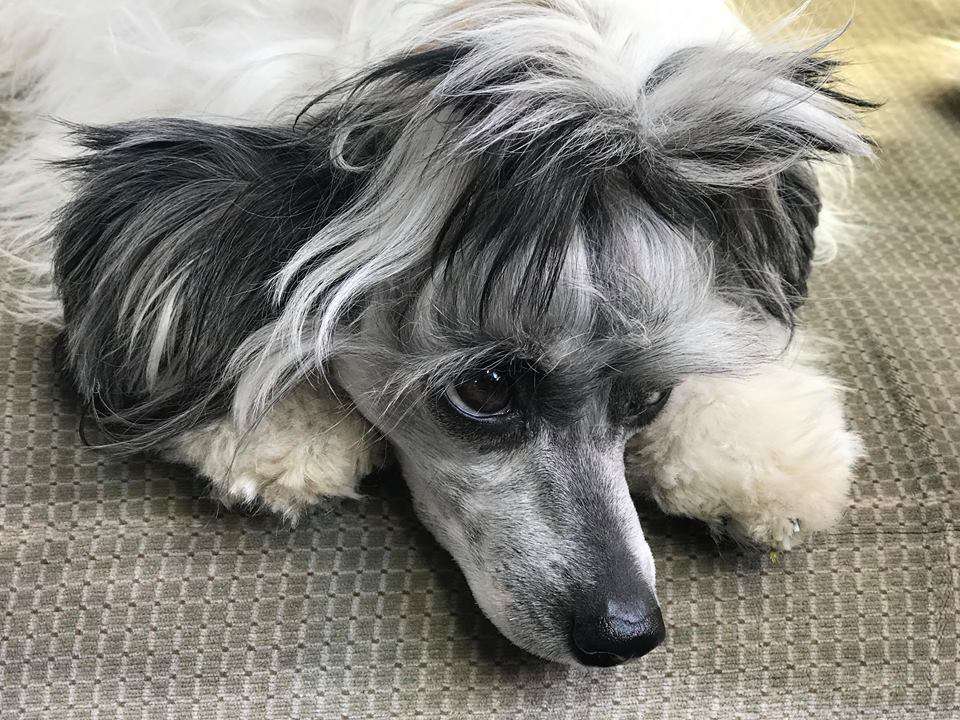 Charlotte vom Blühmchen