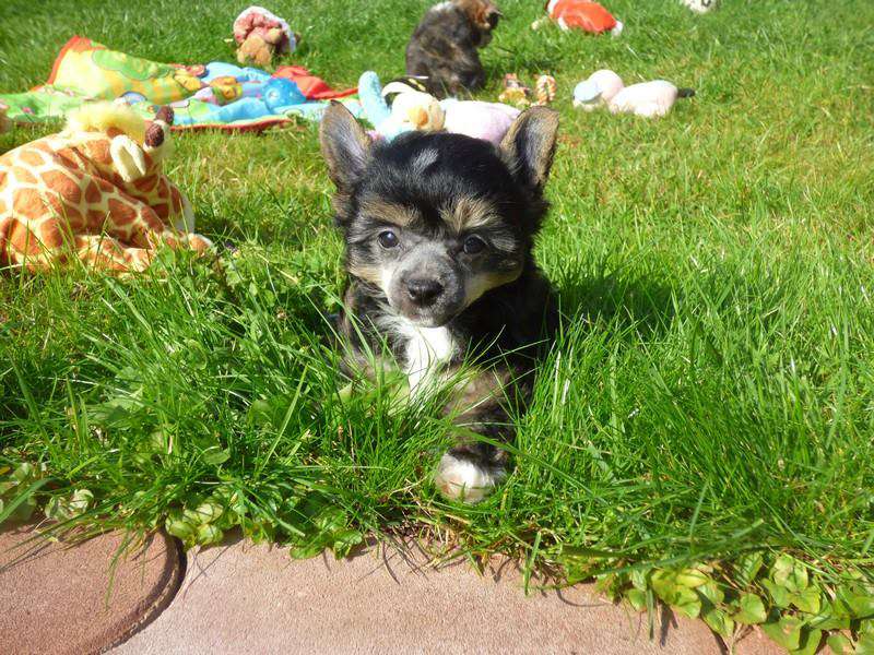 Giorgio z Jestrebiho kralovstvi