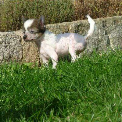 Hope z Jestrebiho kralovstvi