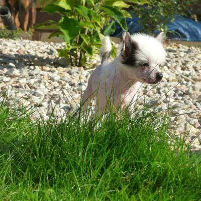 Harmony z Jestrebiho kralovstvi