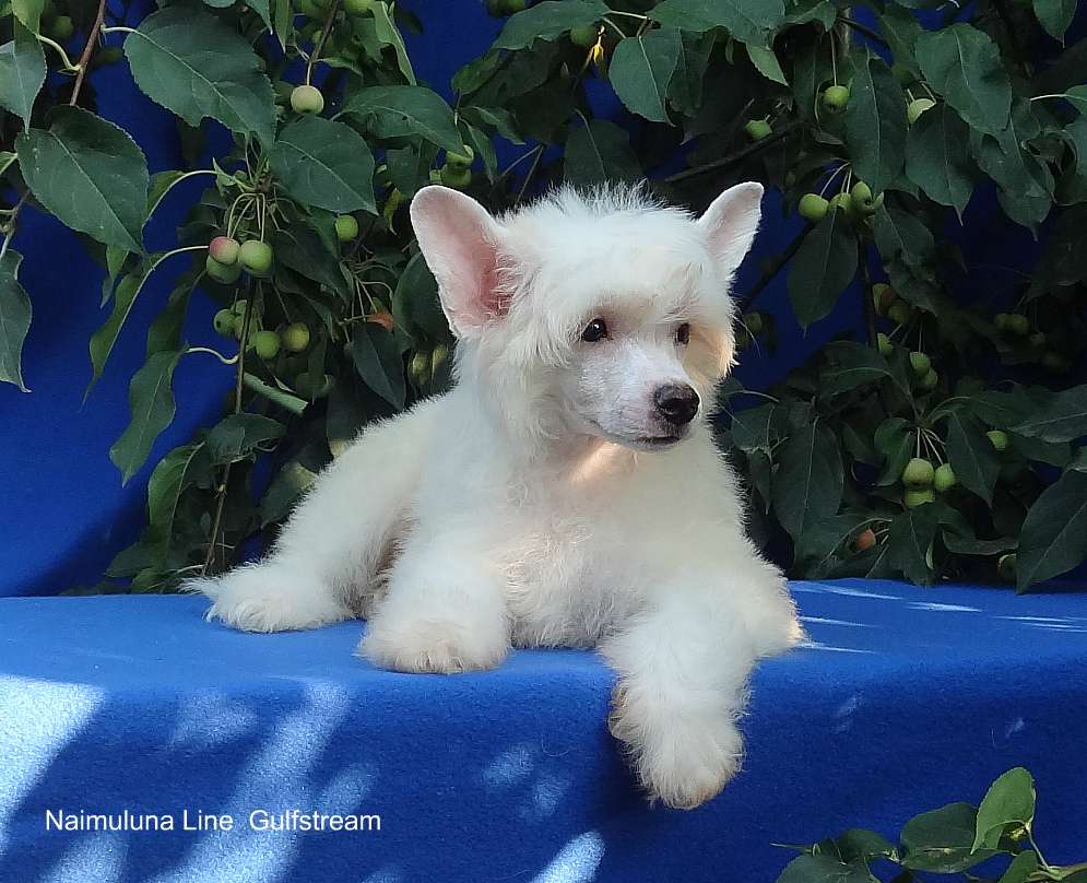 Naimuluna Line Gulfstream (puff)