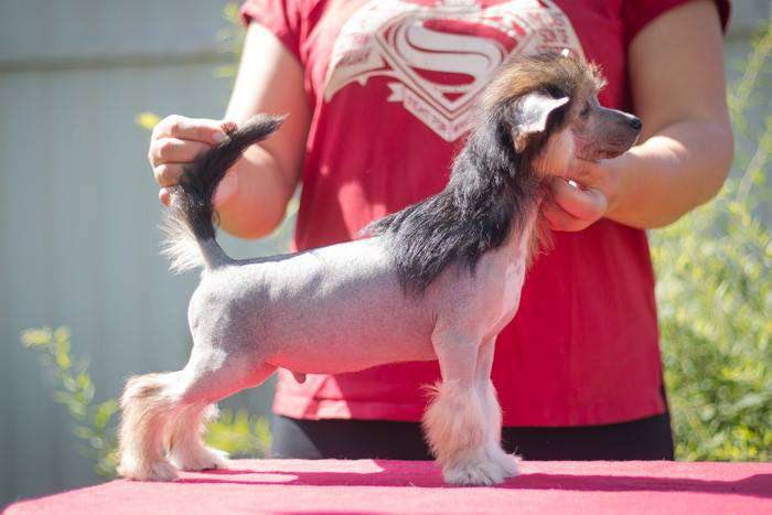 Status Imperial Union Tricolor