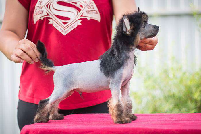 Status Imperial Unicum In Black