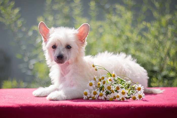 Status Imperial Ustas White Angel