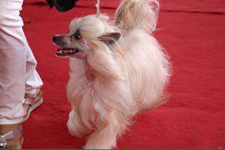 Mooncracker A L'Ombre Des Persiennes