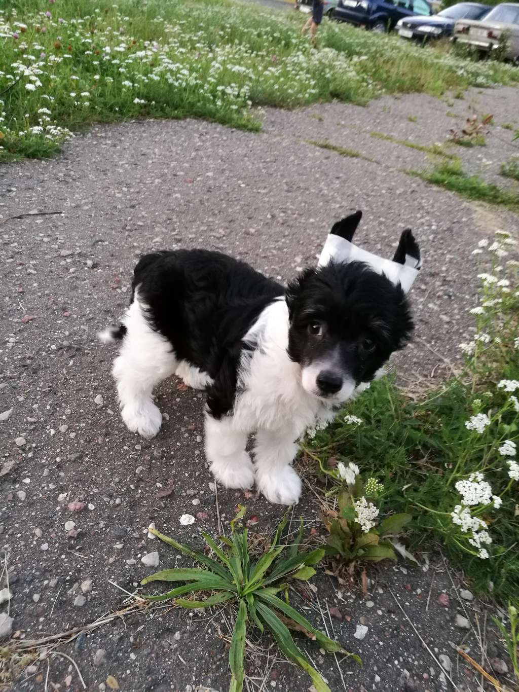 Leonardo iz Vanil"nyh Snow