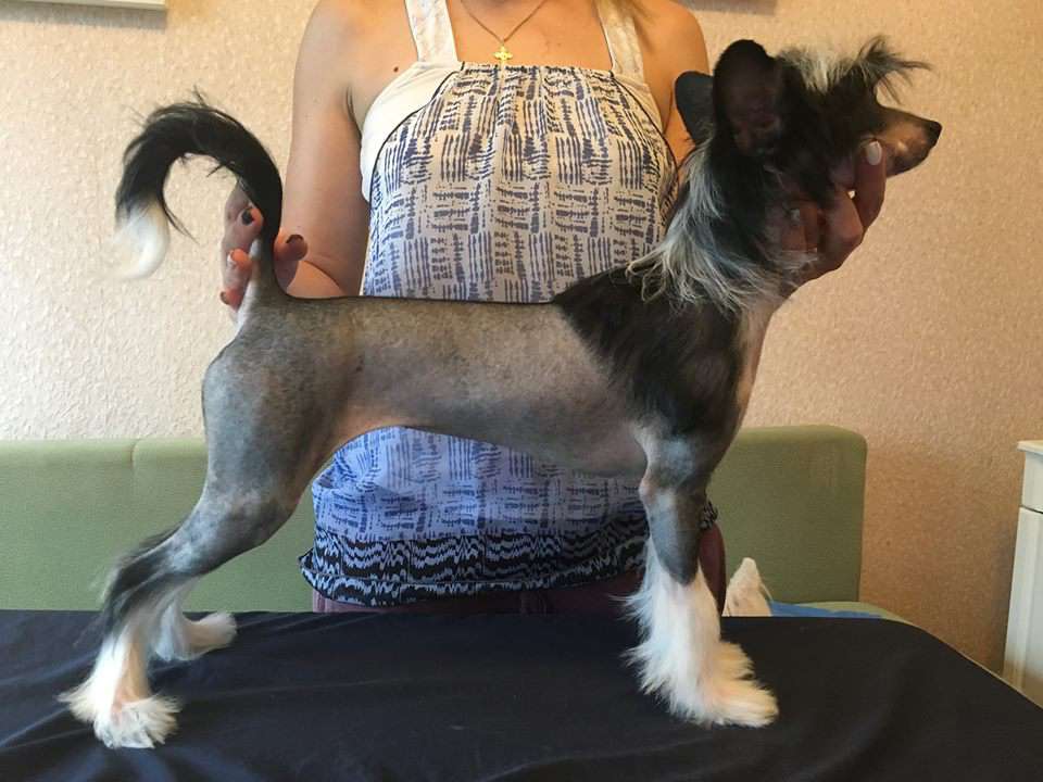 Lucretia Iz Vanill''nyh Snow