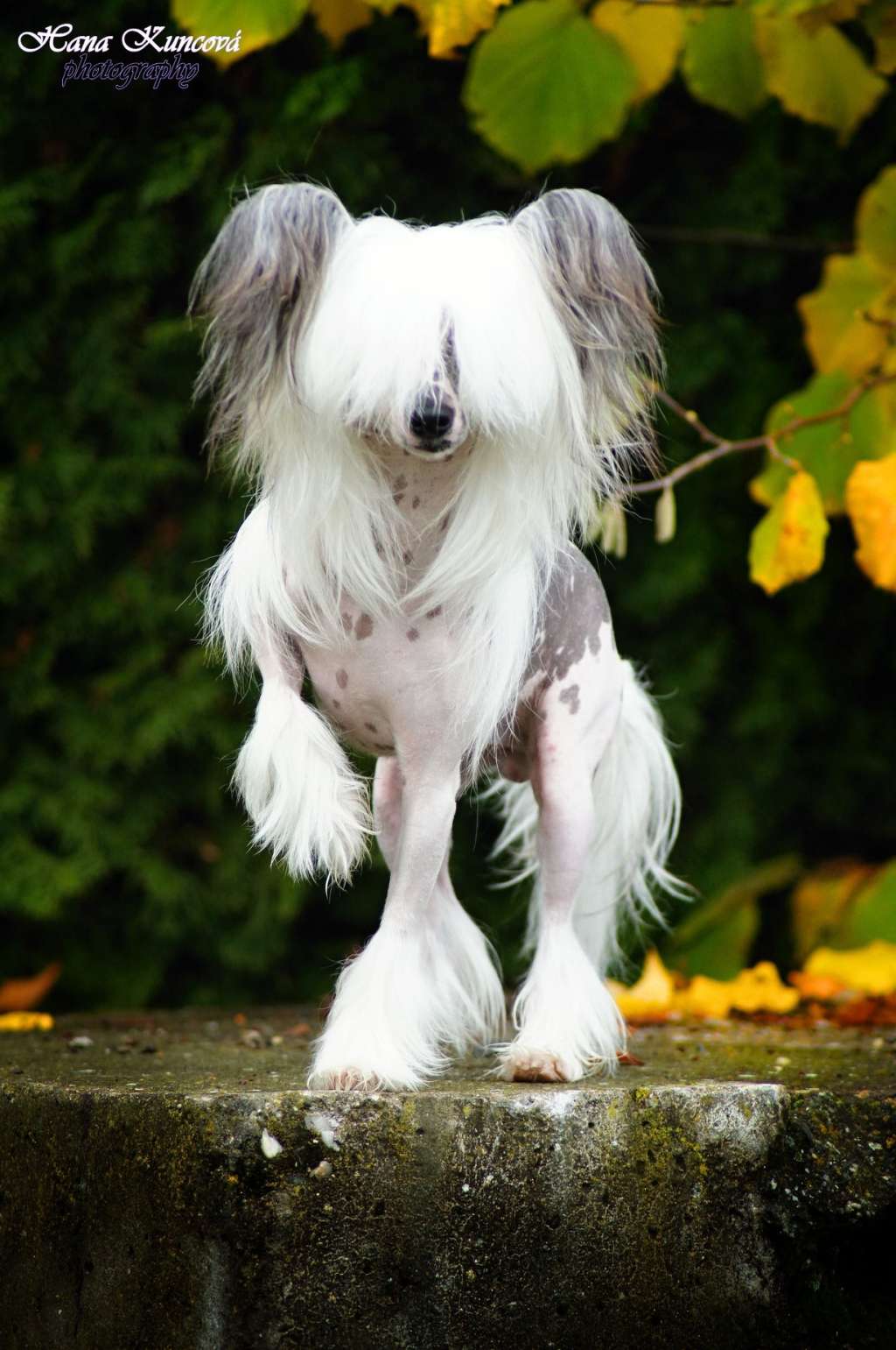 Quaris z Jasné hvezdy