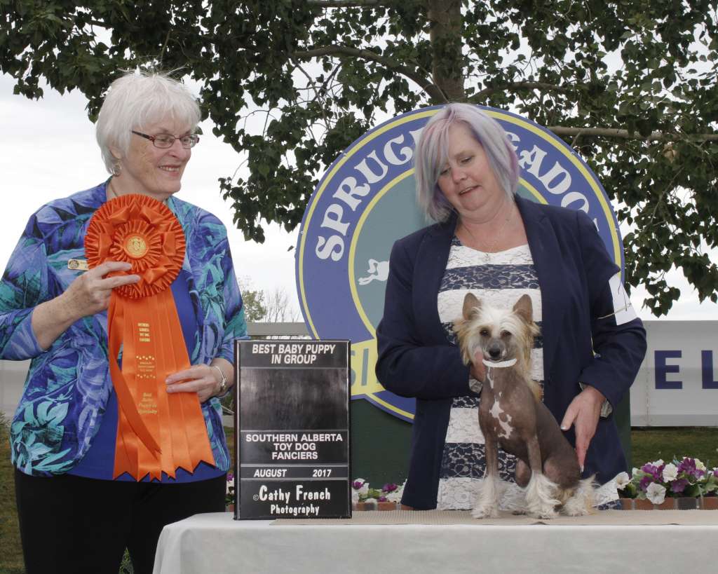 Firecrest Slightly Dangerous