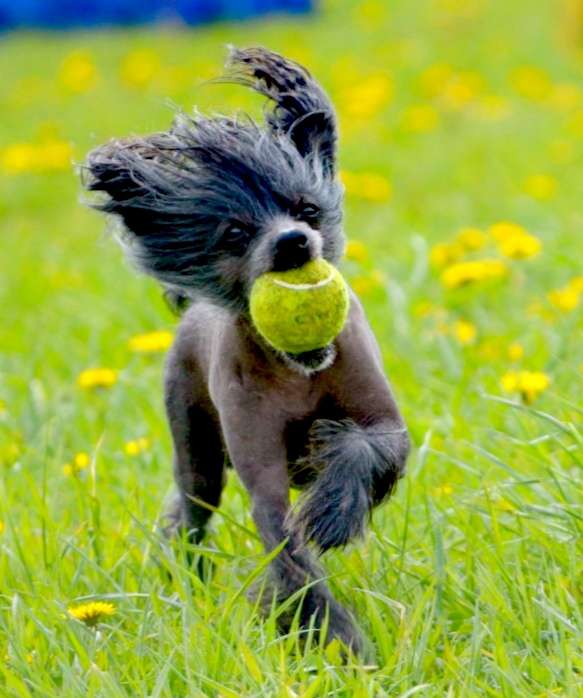 Campino from *Black Fairies*