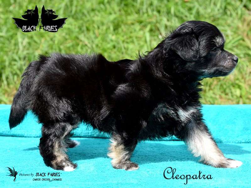 Cleopatra from *Black Fairies*