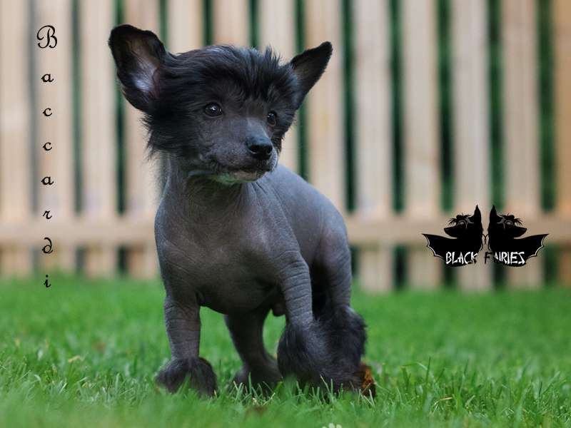 Baccardi from *Black Fairies*