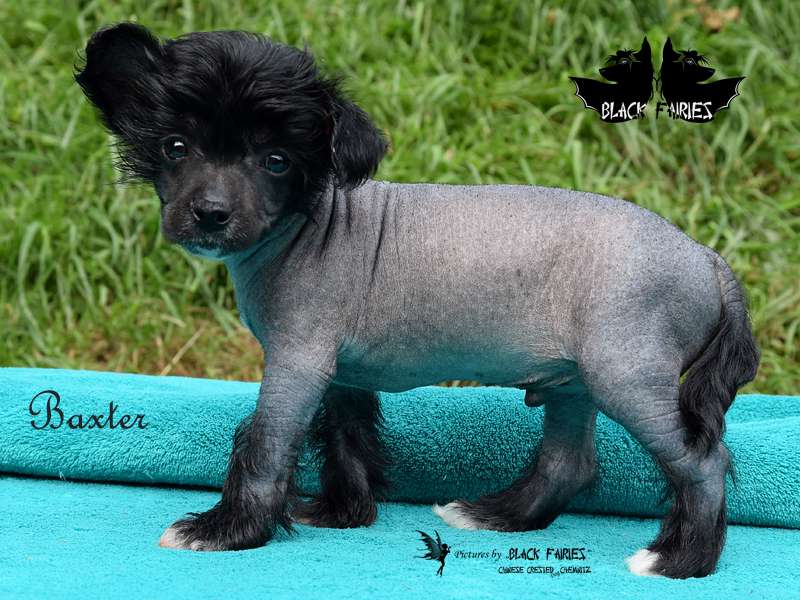 Baxter from *Black Fairies*