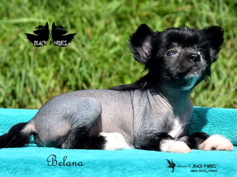 Belana from *Black Fairies*