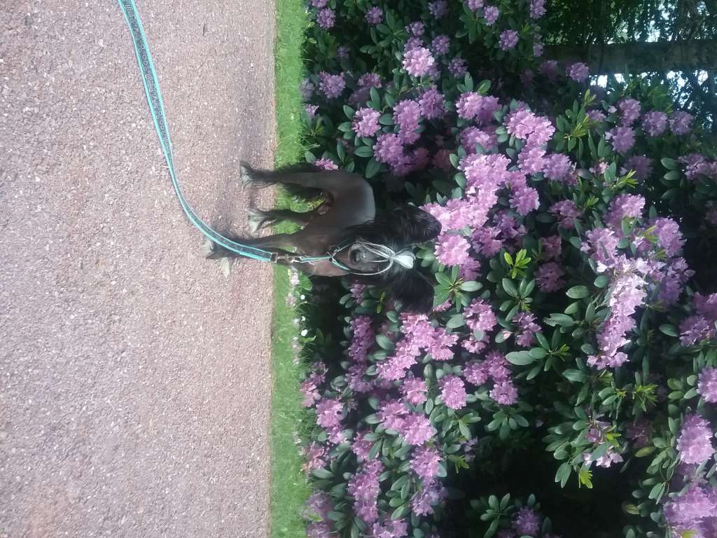 Burial from *Black Fairies*