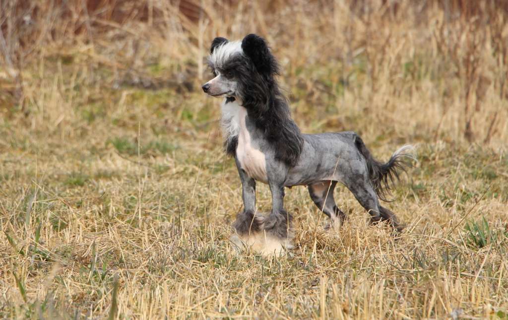 Star Level Galaktika Shou Winner