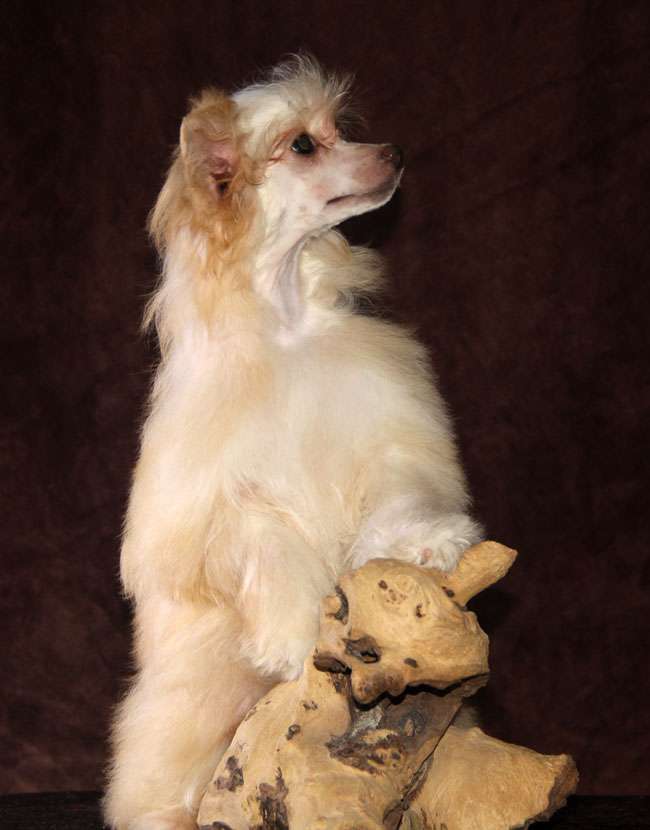 Star Level Garmoniia