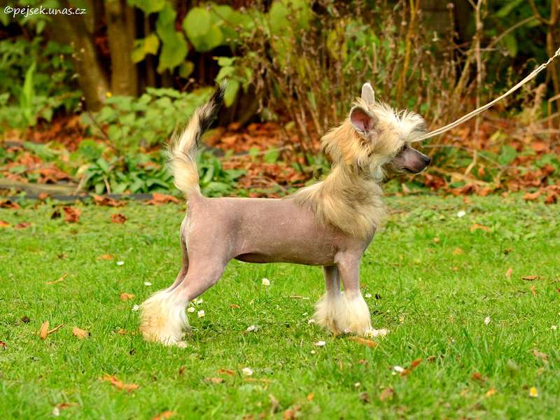 Fia ze Zatopené chajdy