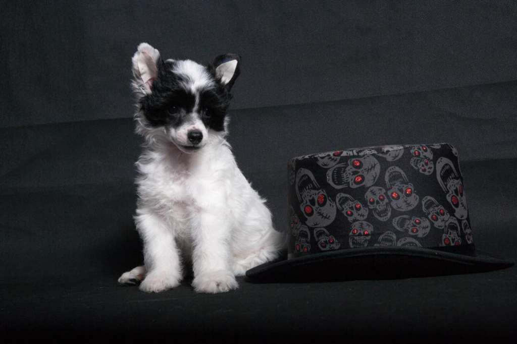 Delux Diamond White Shine von Natelberg