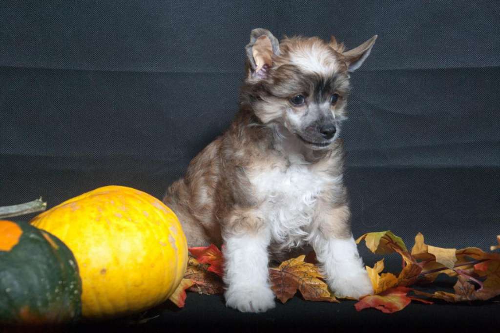 Django Sweet Sugar von Natelberg