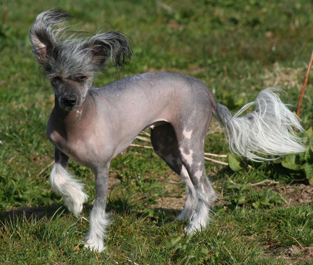 Shi Huangdis Bella Swann