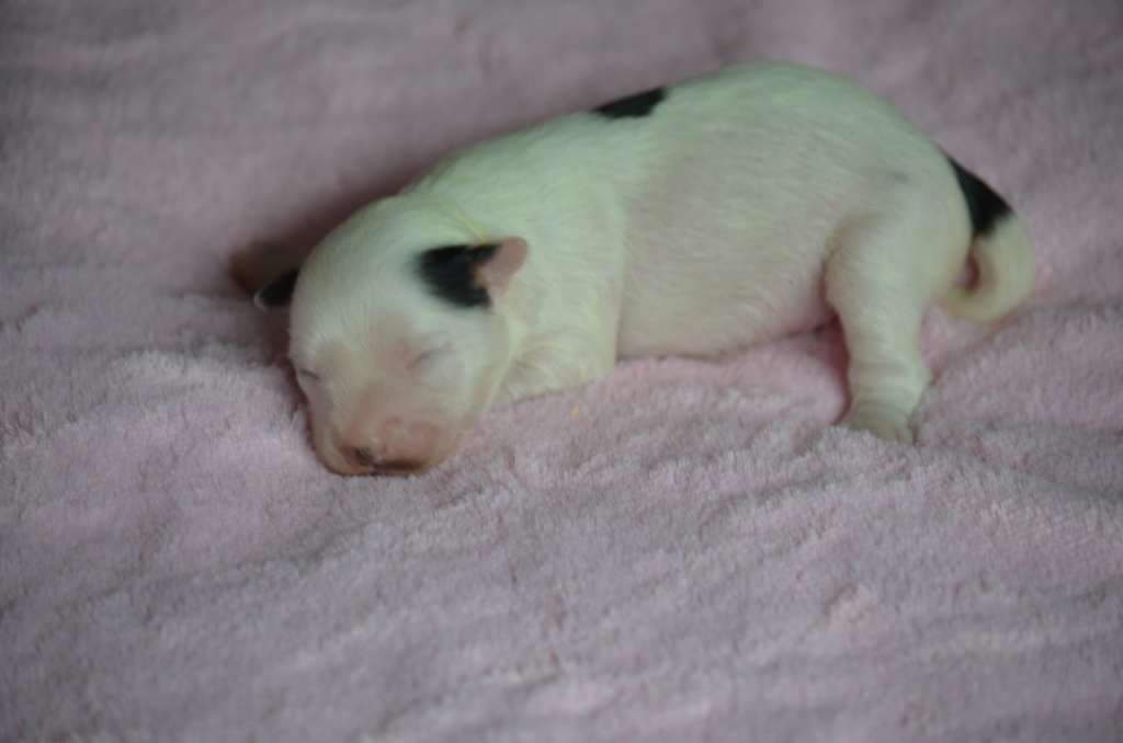 Ognenny Lotos Garrik