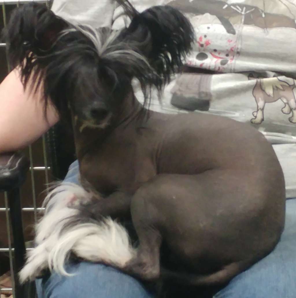 Valours Composer of Dreams