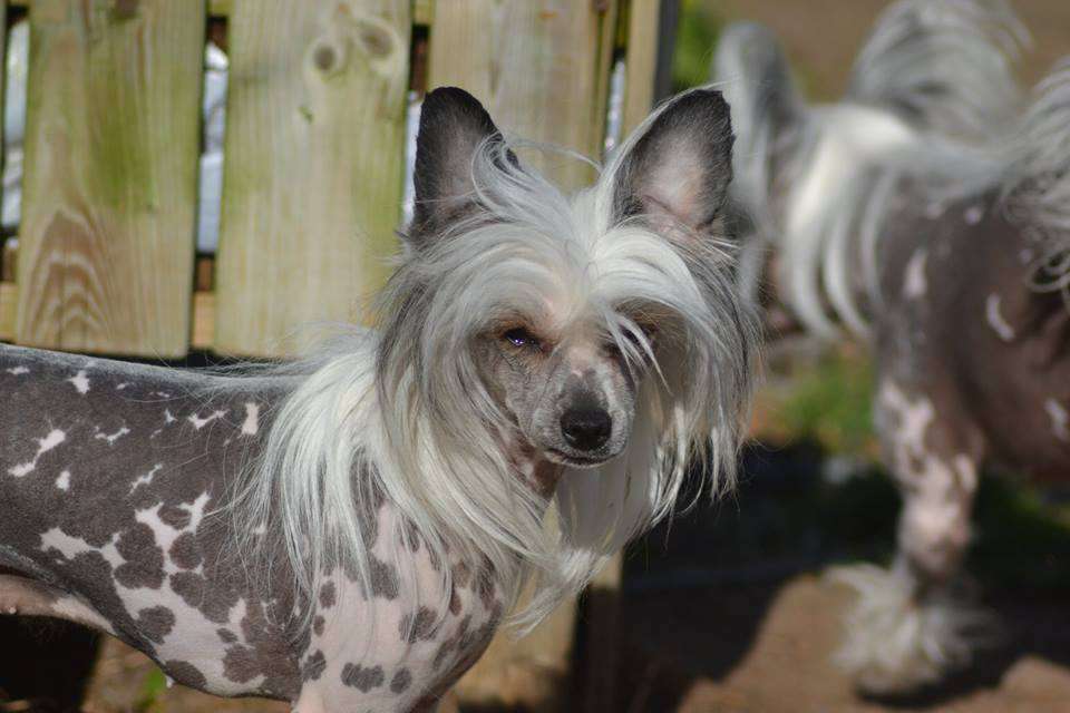 A'la'coccio's Xaioli