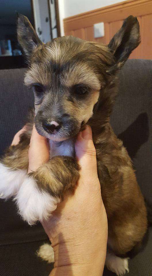 Ridgecrest's Swedish Beauty