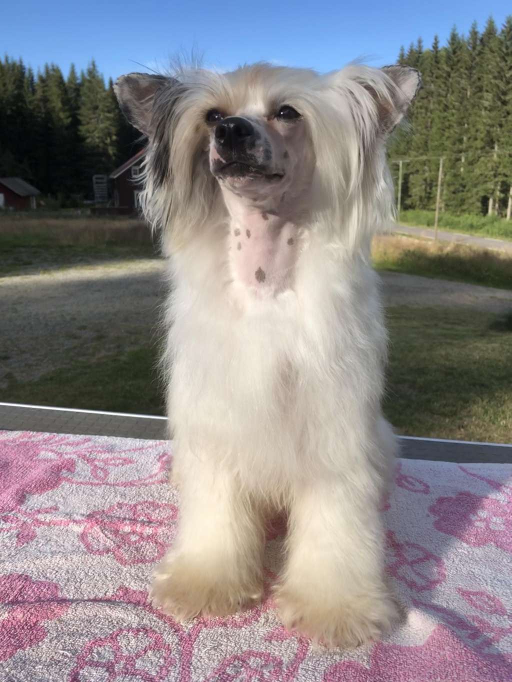 Ridgecrest's Swedish Gangster