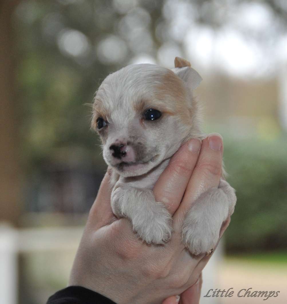 Neptune Little Champs