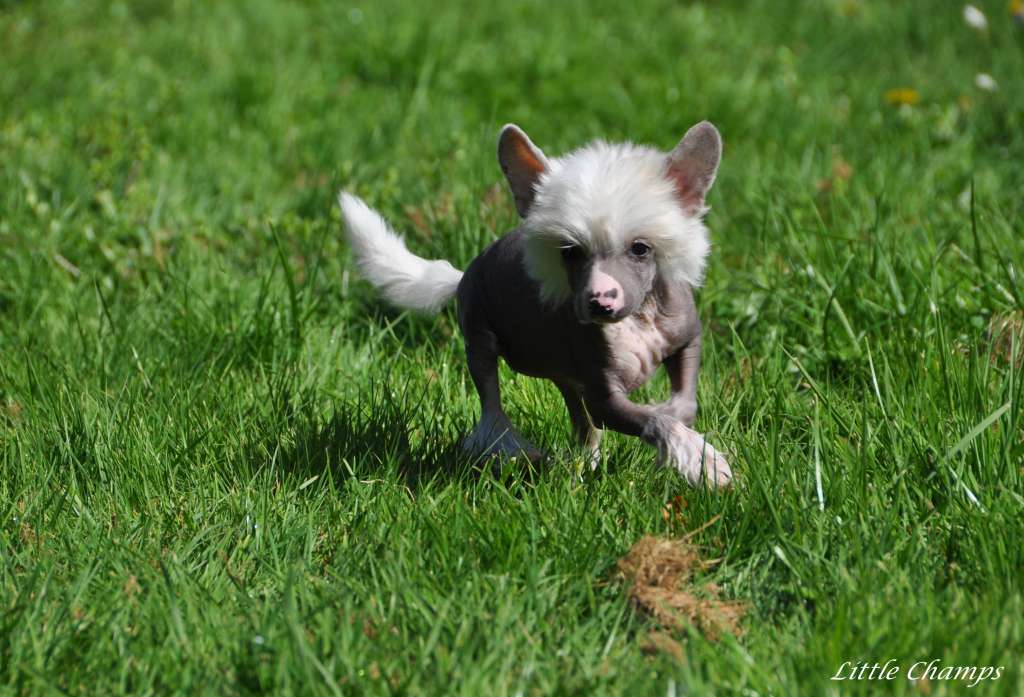 Nausicaa Little Champs