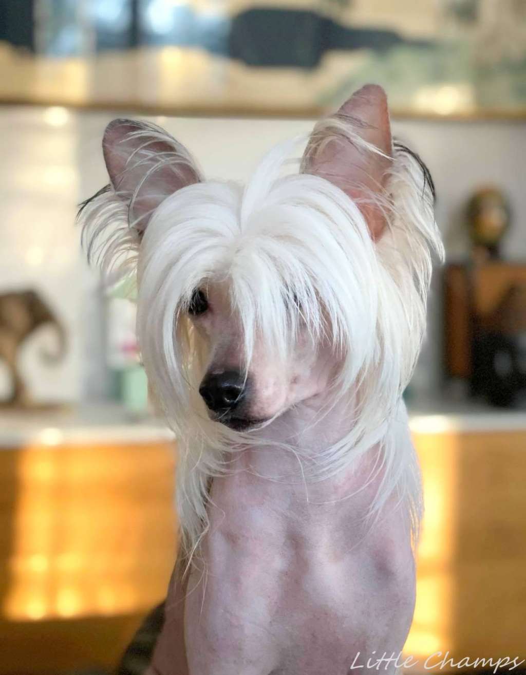 Néfertari Little Champs