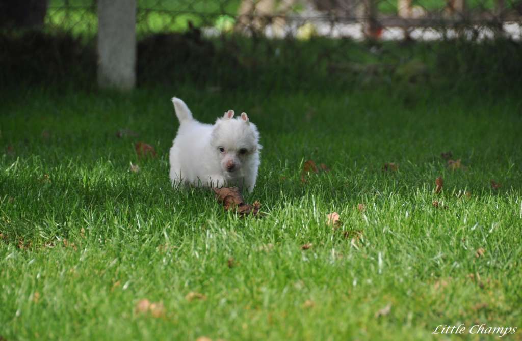 Nini la chance Little Champs