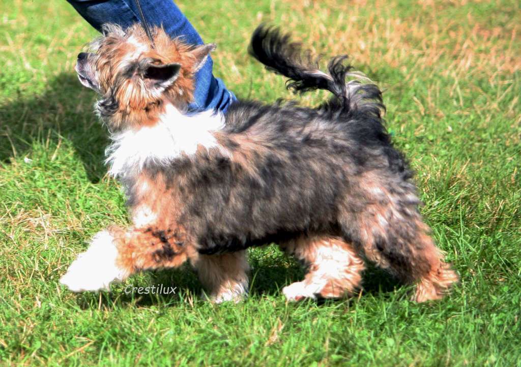 Remove this dog/ duplicate