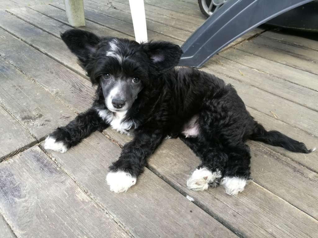 Zinnystars Cookie Monster