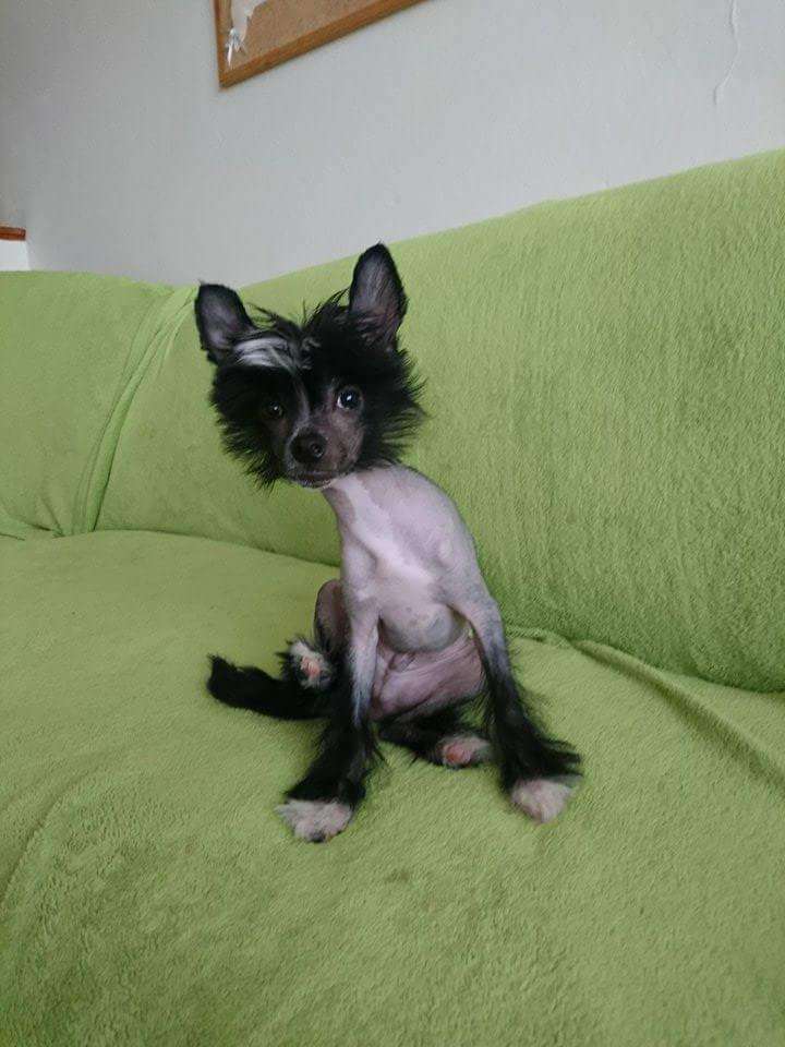 Alby z Panství Petra Voka