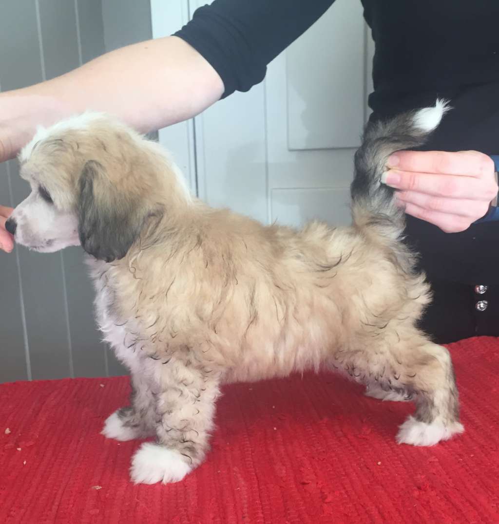 Moelmo's Wicked N' Wild