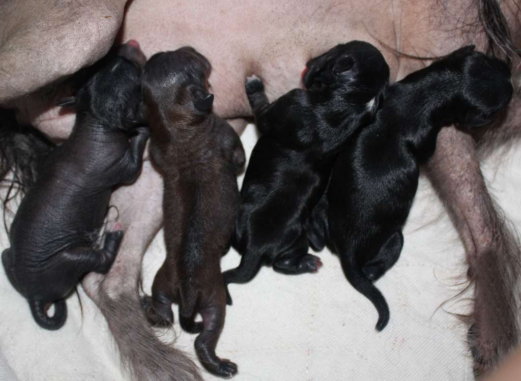 Charuyuschiy Soblazn High Art Victory