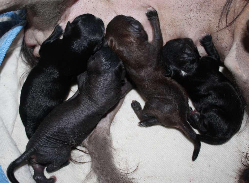 Charuyuschiy Soblazn Holli Meri