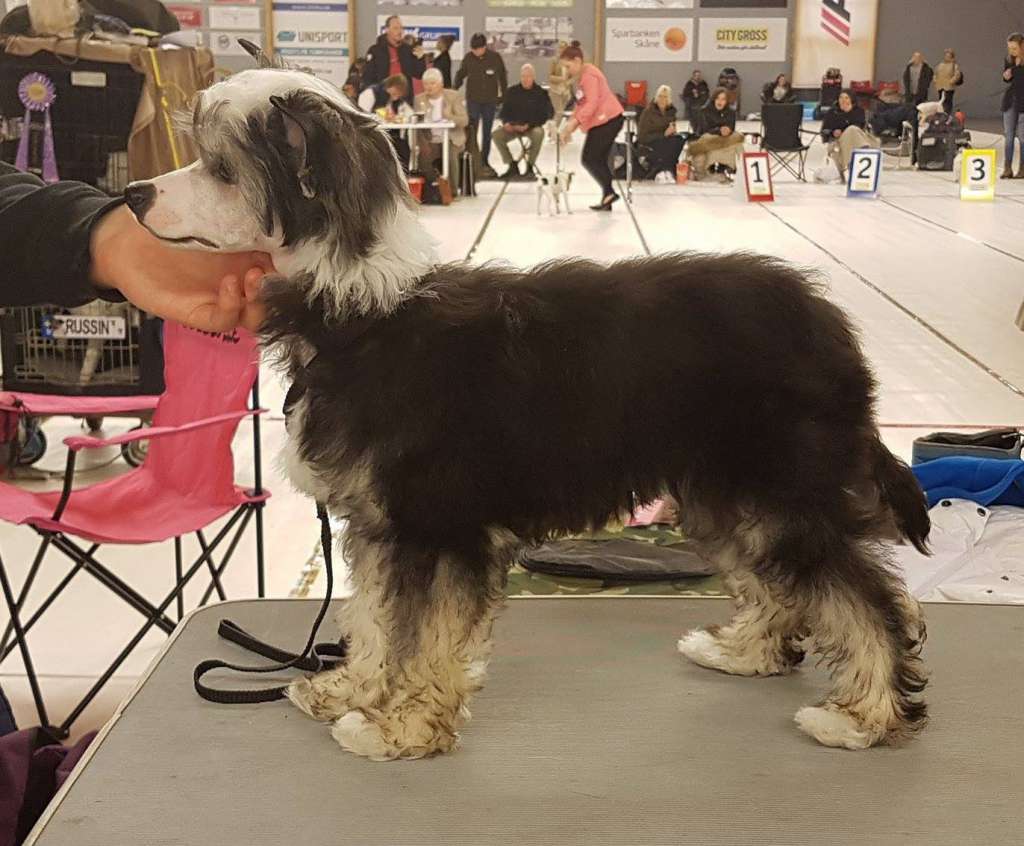 Wildeers Burning Hearts