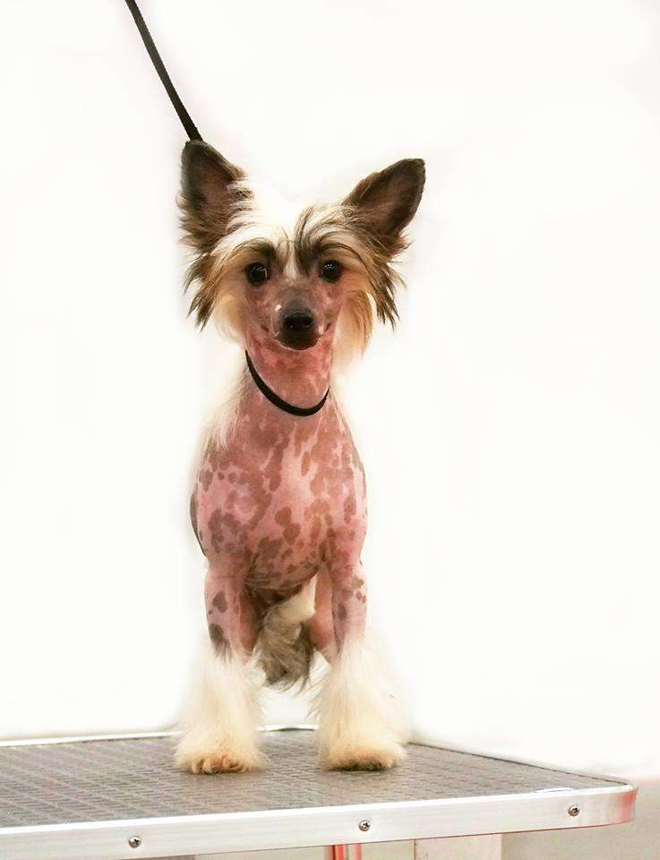 Licky Lips Galaxy Star