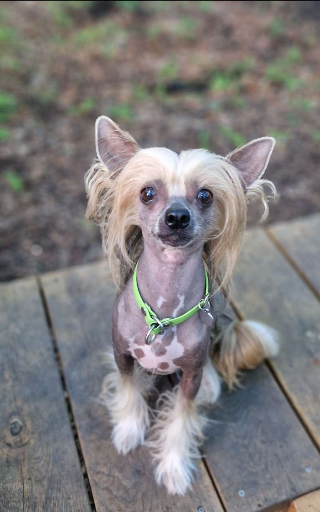 Crazy Cresteds Ducati Bineo